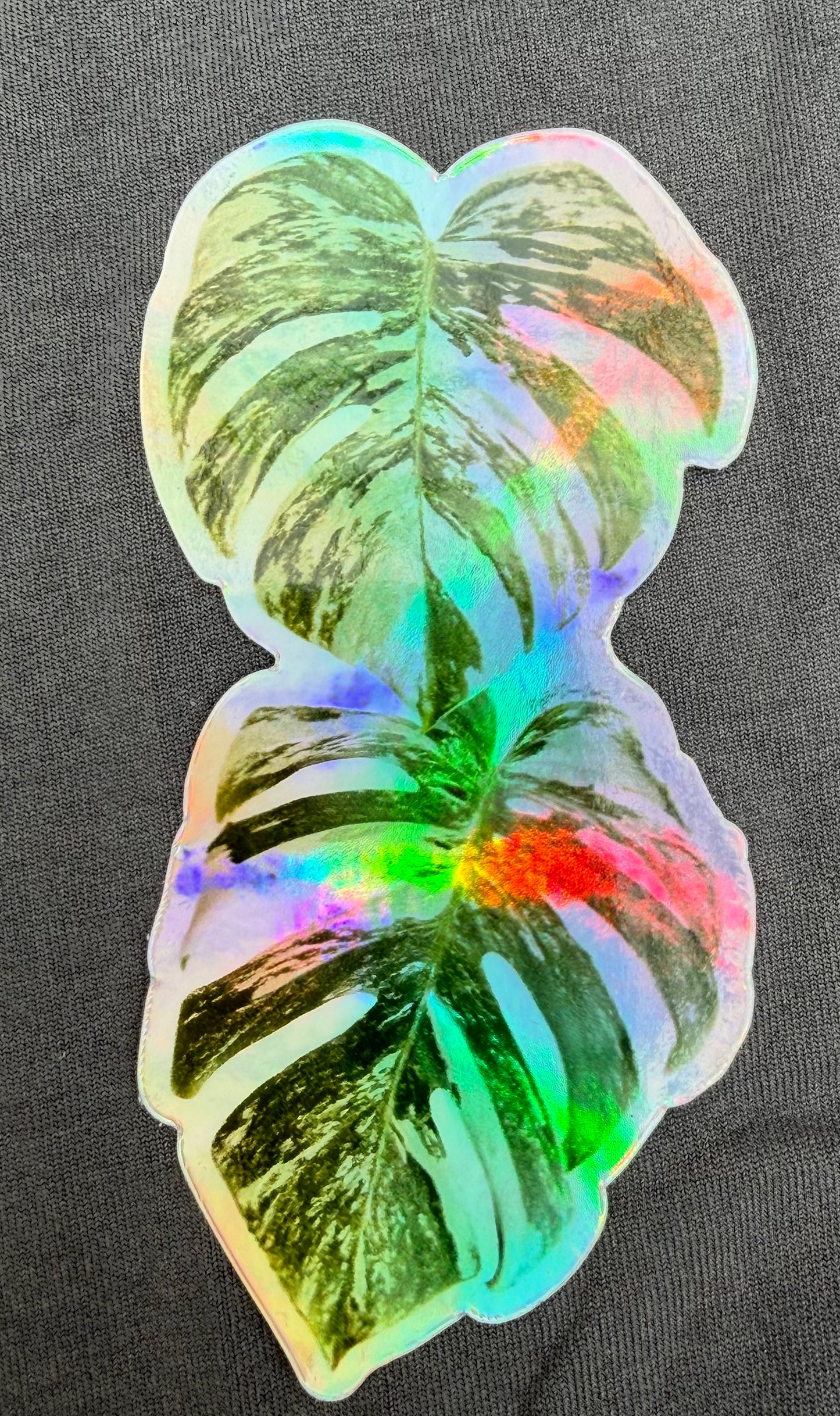 Monstera Albo (2 leaves) sticker/magnet