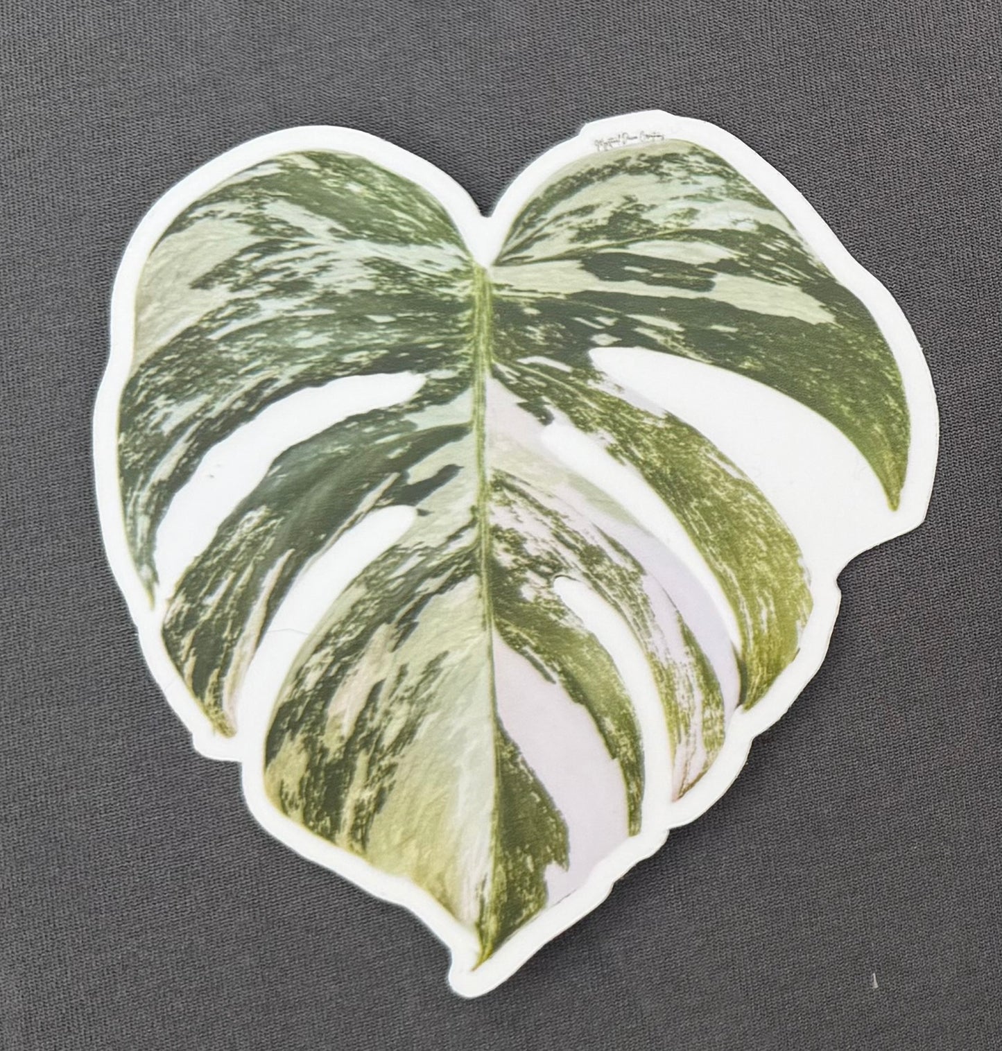Monstera Albo Sticker or magnet- custom photograph
