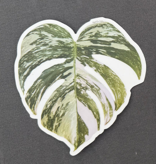 Monstera Albo Sticker or magnet- custom photograph