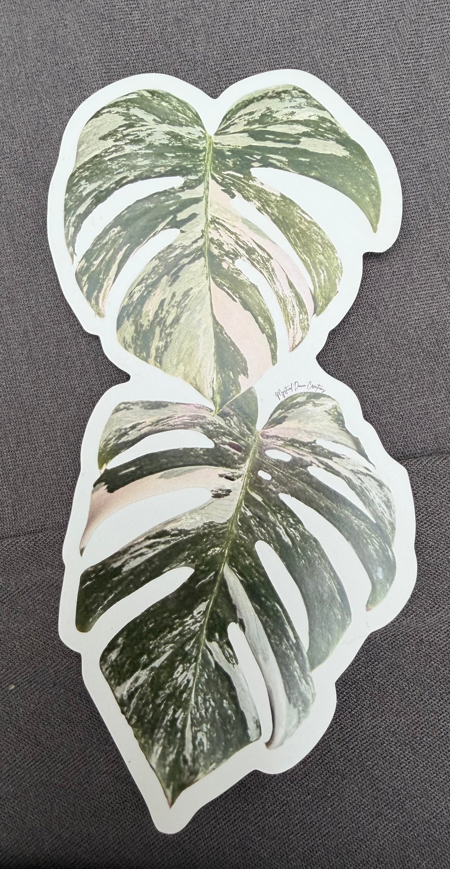 Monstera Albo (2 leaves) sticker/magnet
